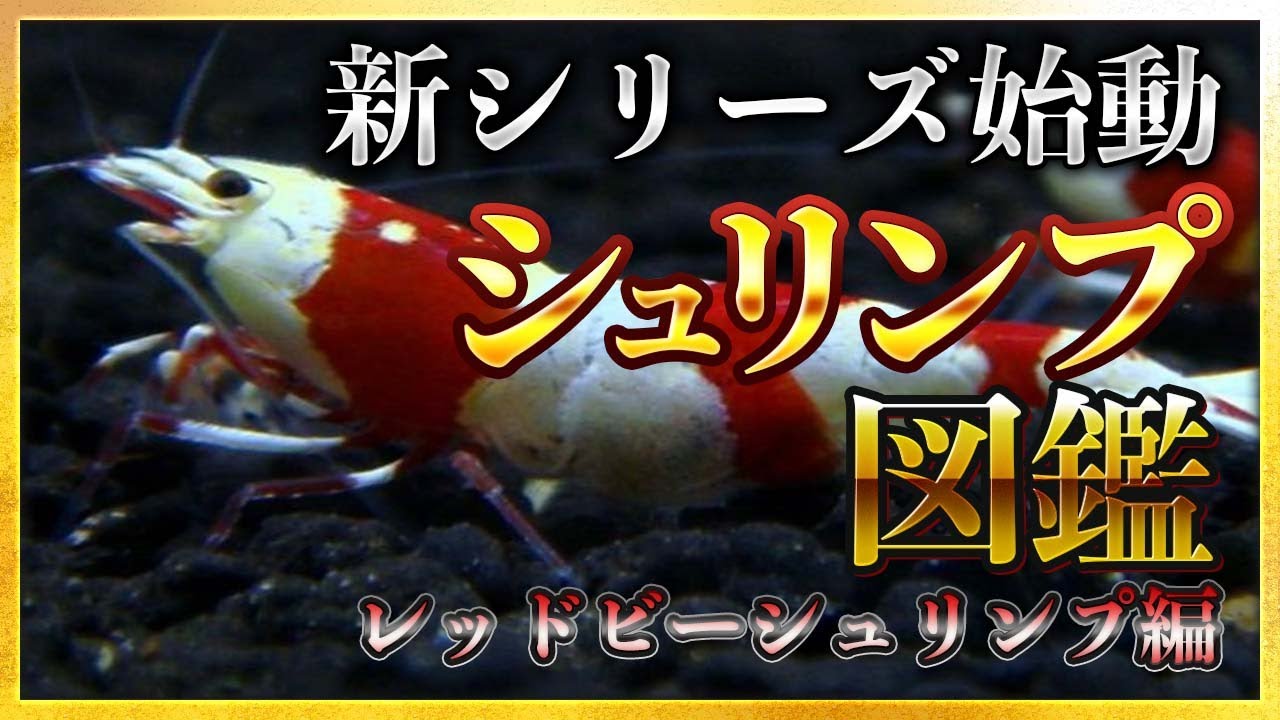 【新シリーズ！】シュリンプ図鑑 第一弾 レッドビーシュリンプ編【ローキーズネオ】