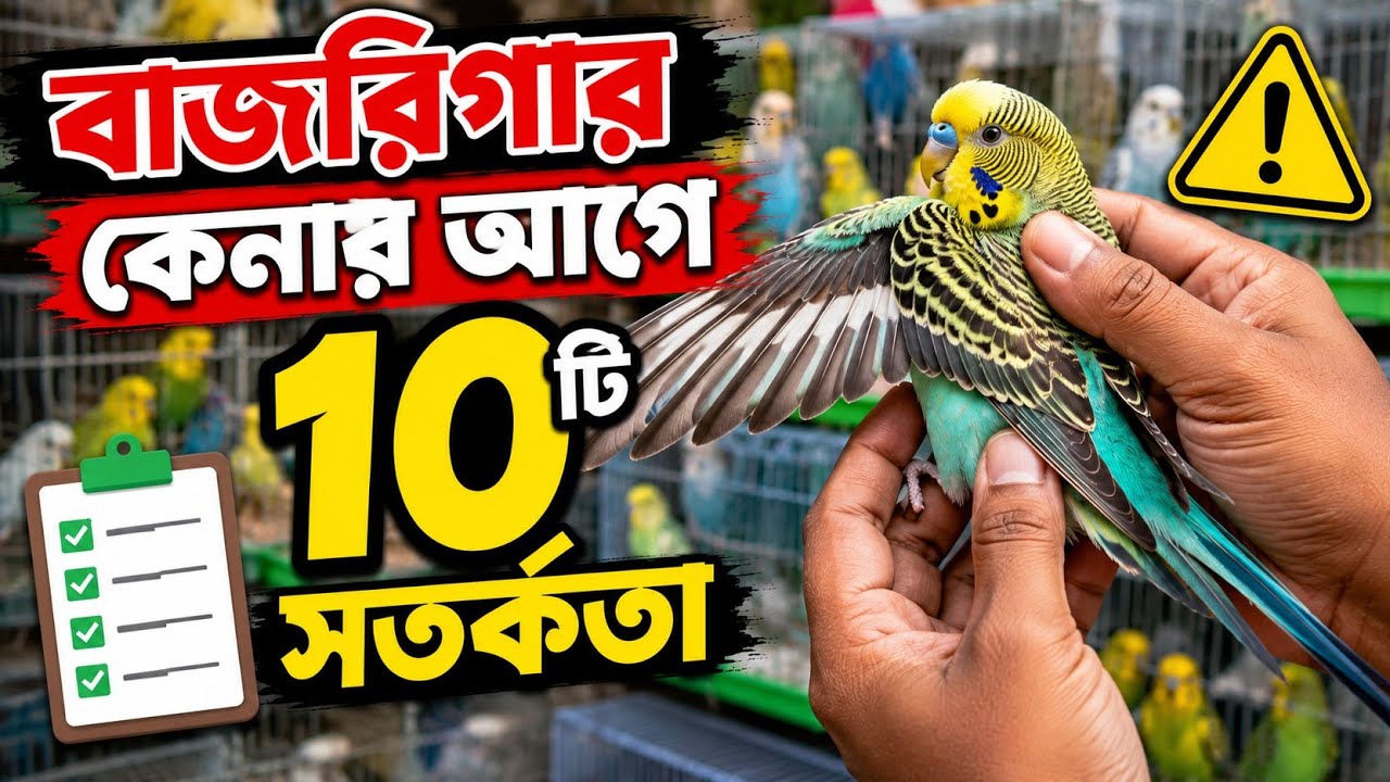 ভালো ও উন্নত জাতের পাখি এই ১০টি পর্যবেক্ষণ দেখে কিনুন | যেভাবে পাখি সুস্থ-অসুস্থ চিনবেন