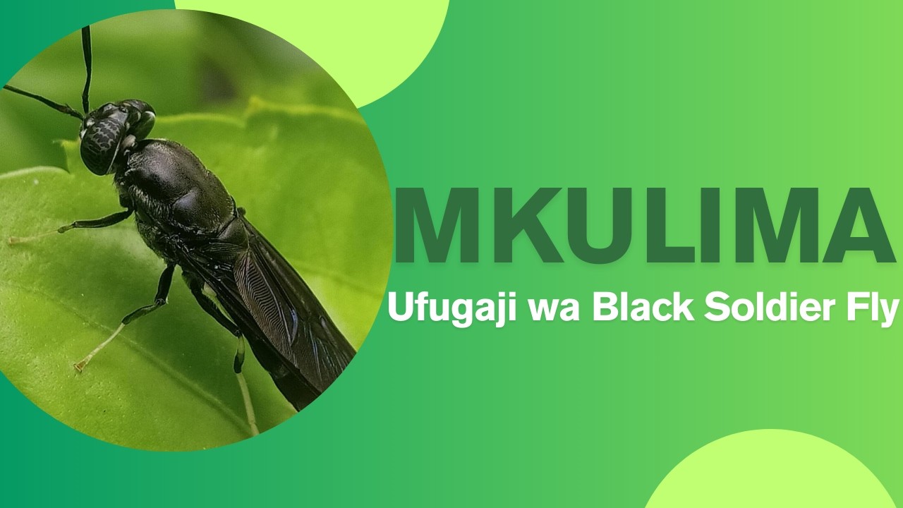 Mkulima | Ufugaji wa Black Soldier Fly (BSF)
