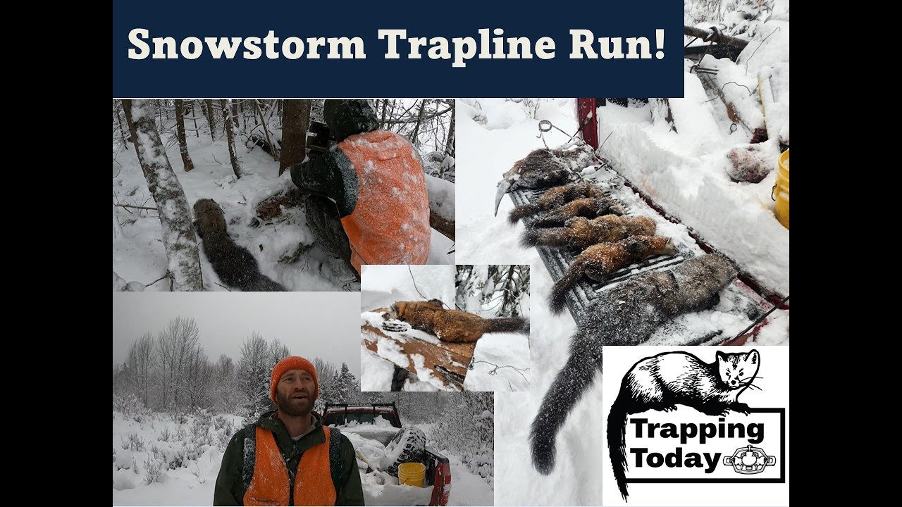 Northern Maine Marten Trapline: Snowstorm Check