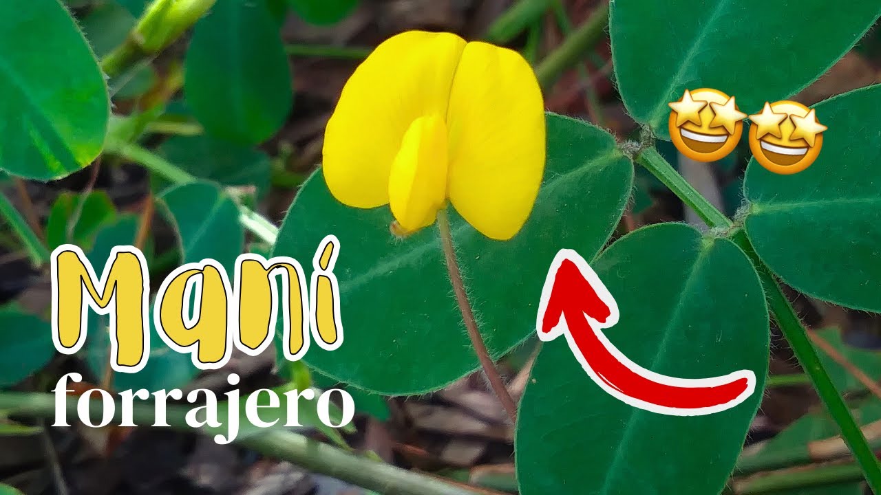 MANÍ forrajero, INTERESANTE planta 🌿☘️