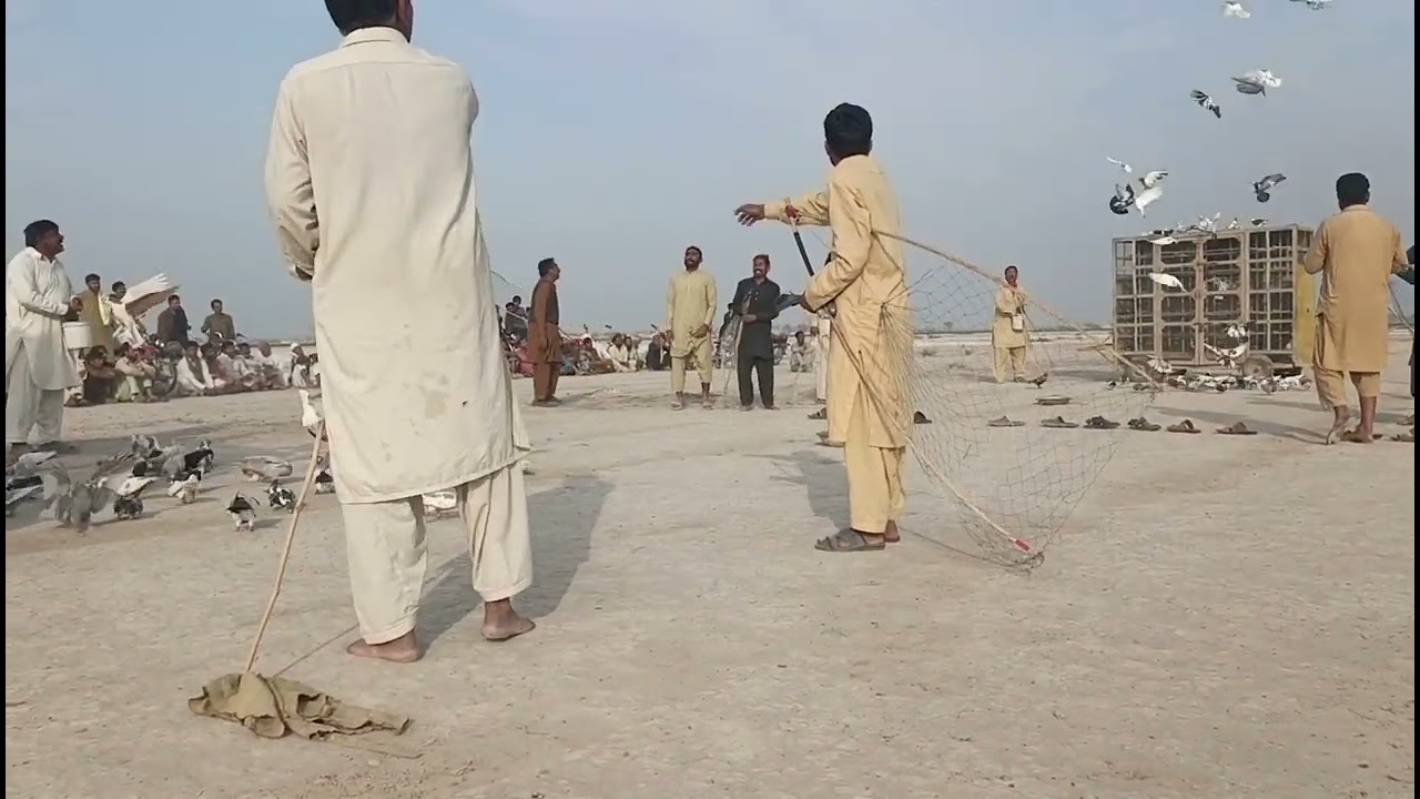 کبوتر بازی ایک جنون🕊🕊🕊||نور محمد عرف ناموں کا کھوکھا بمقابلہ ملازم حسین کا کھوکھا||