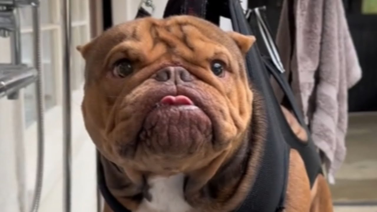 Everyone Warned Me About This Exotic Bully, Then I Fell in Love