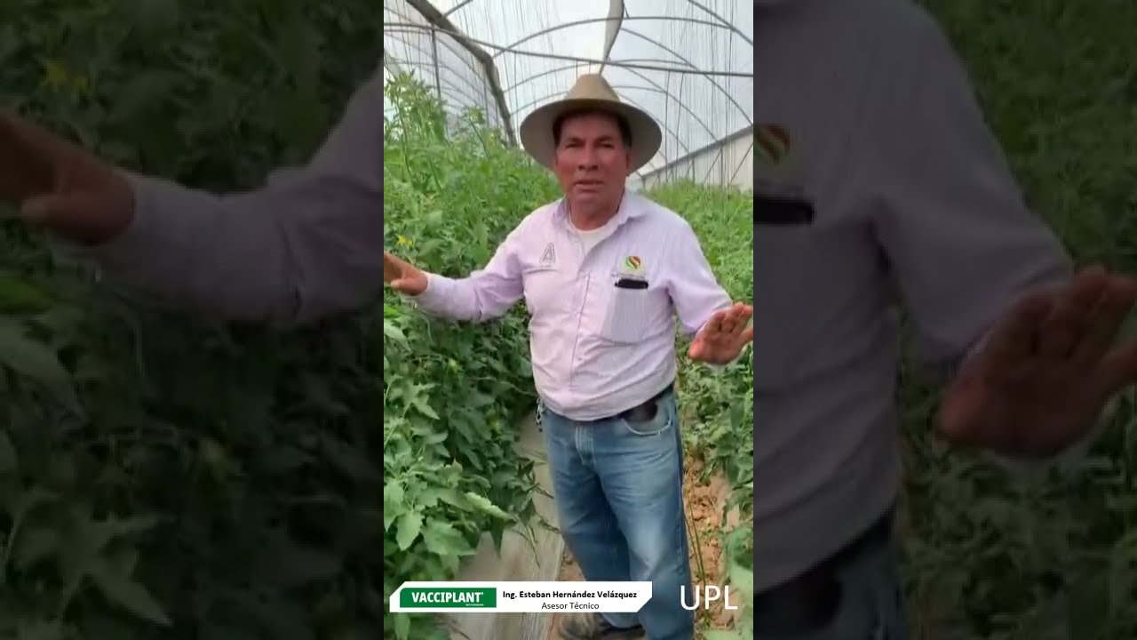 Recomendaciones UPL_ Resultados de Vacciplant(R) Manejo de Virosis en Tomate. Testimonial