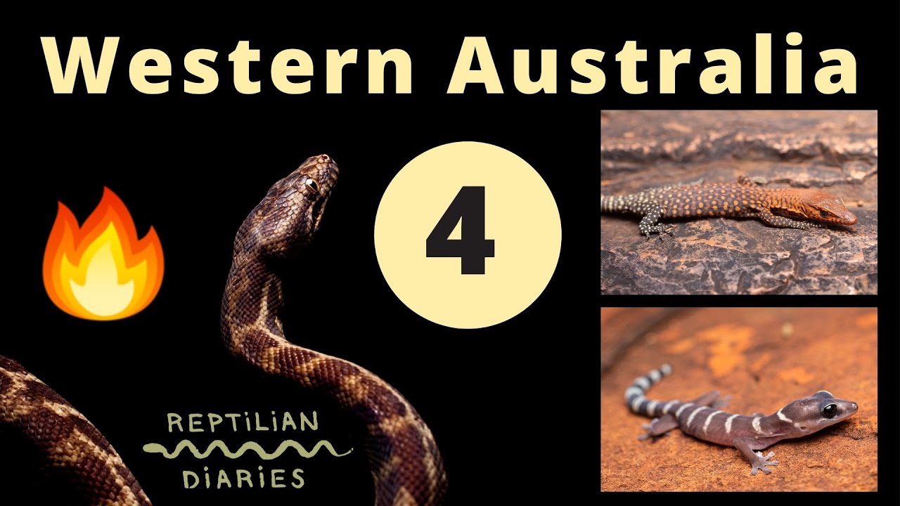 Searching for the REPTILES of Western Australia! We're walking the gorges for dwarf pythons!