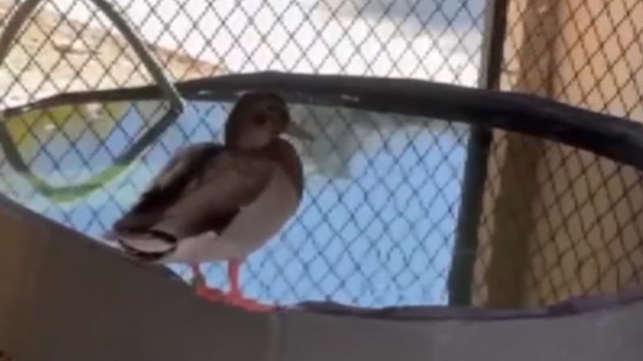 Duck rescued from former Las Vegas Strip casino has a new girlfriend