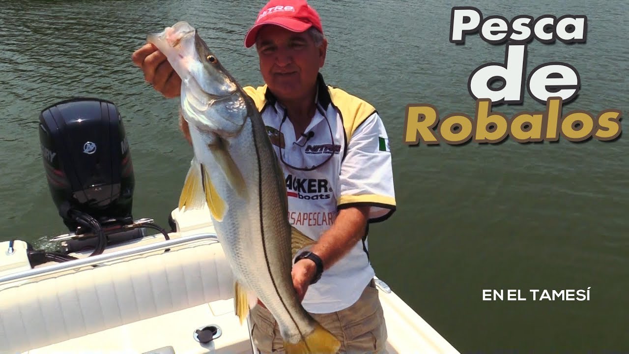 Pesca de Robalos , Troleo en el Tamesi