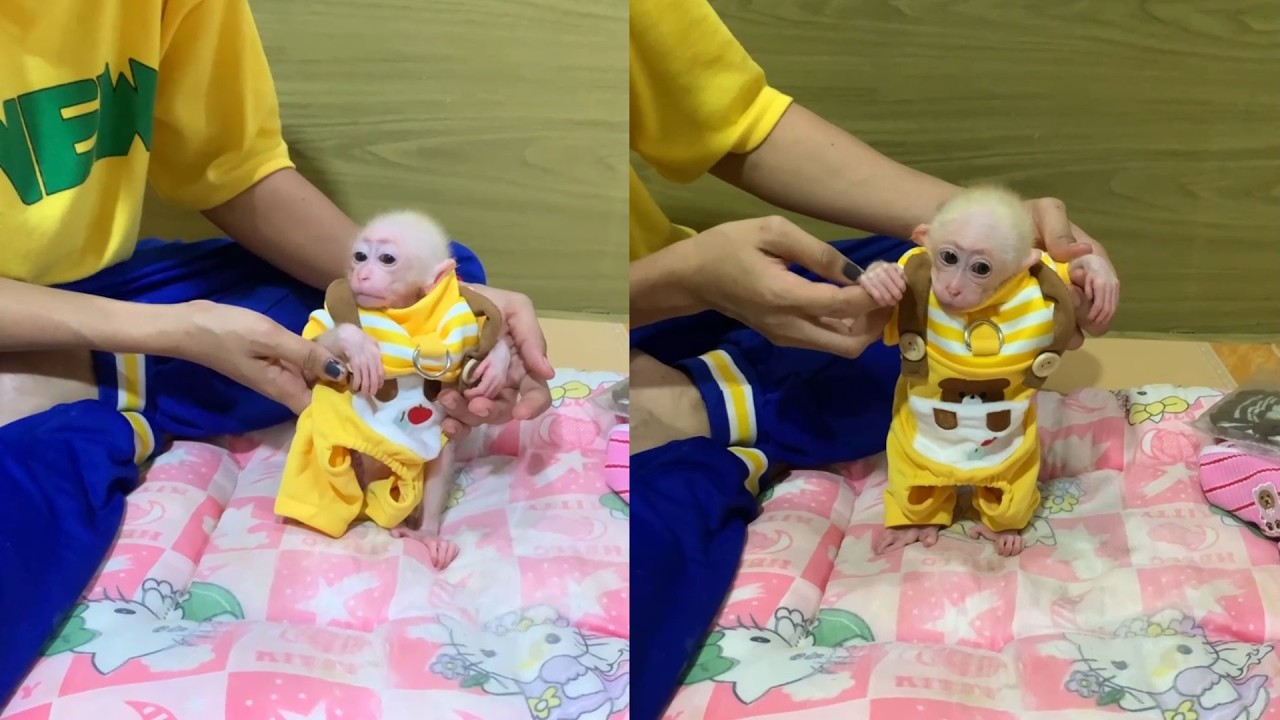 You Have to See This Tiny Monkey in Its New Clothes! 😍