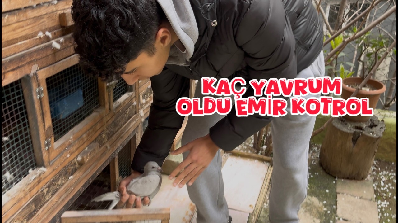 EMİR KÜSTE KAÇ YAVRU VAR TEK TEK KONTROL EDİYOR ( ALA VE ŞEKERİ SÜPRİZ SON )