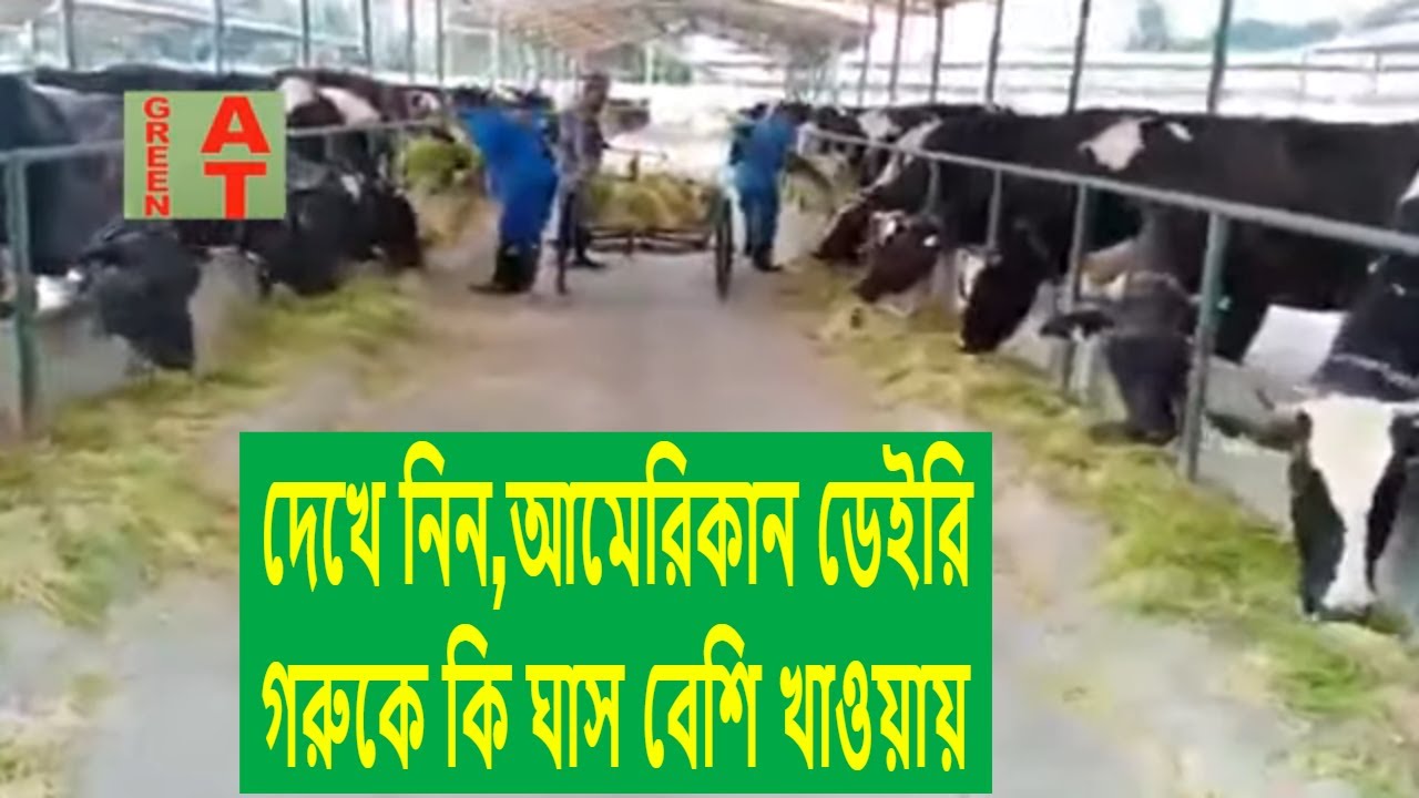 গরুকে কি ঘাস বেশি খাওয়ায় | আমেরিকান ডেইরি | দেখে নিন | ADL | Grass cultivation | Bayezid Moral