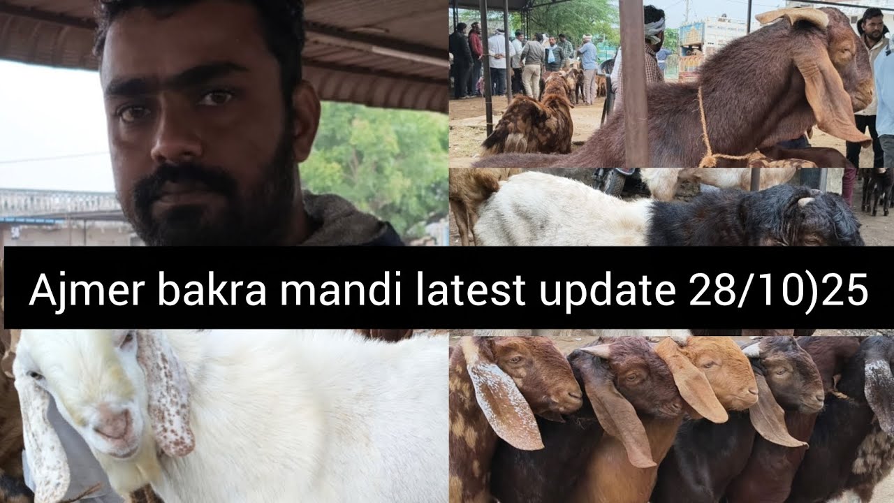 Ajmer bakra mandi latest update 28/10/25|| mandi hui full garam||#vlog  #goat #mandi #ajmer #explore