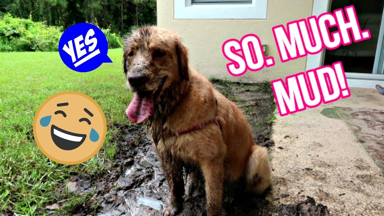 🐾 Service Dog Off Duty: Totally COVERED in MUD! 🤣