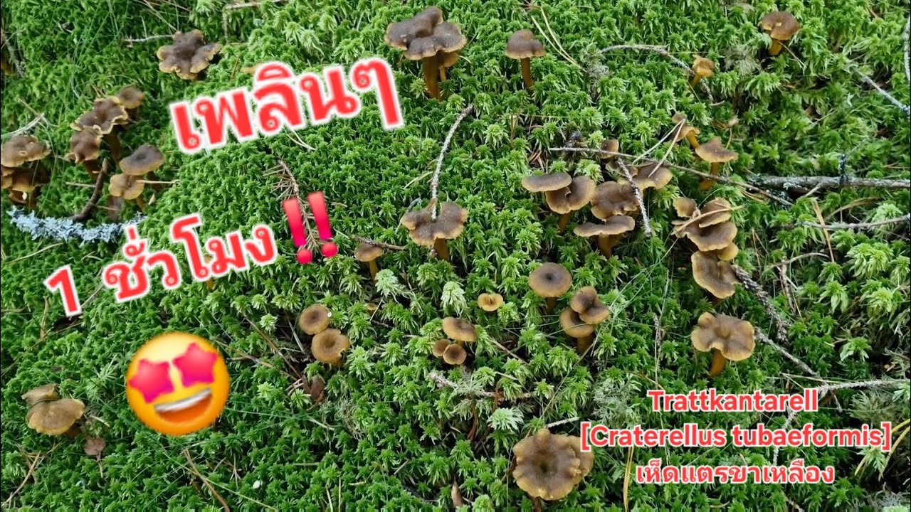 14/10/2025 เข้าป่าตอนเย็น 1 ชั่วโมง โชคดีเหมือนเดิม😁