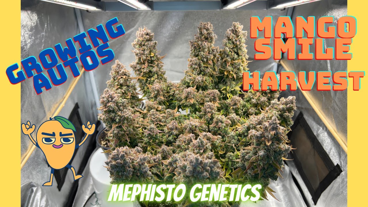 Professor Autoflower - Growing Auto&rsquo;s, Mango Smile Harvest, Mephisto Genetics under Mars Hydro LED