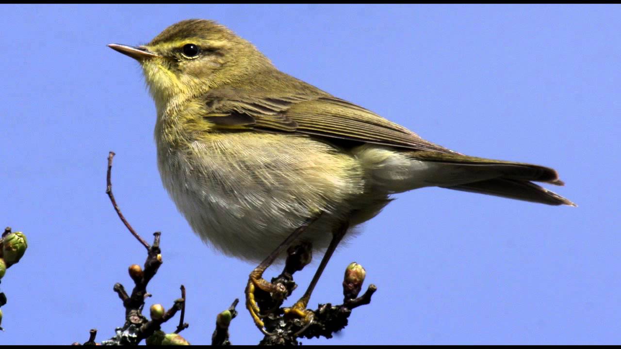 Willow Warbler Bird call Bird song