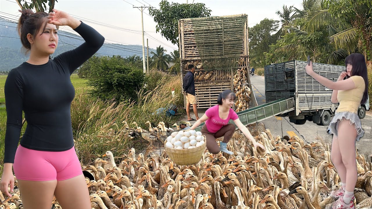 Full video: The daily life of duck farmers who have to transport their flocks of ducks by truck.