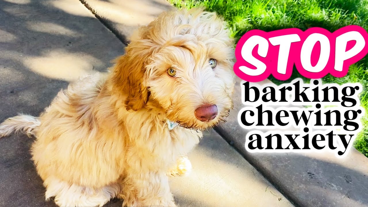 HOW TO: Train Your Puppy to be ALONE 👉 Avoiding 3 COMMON Mistakes!