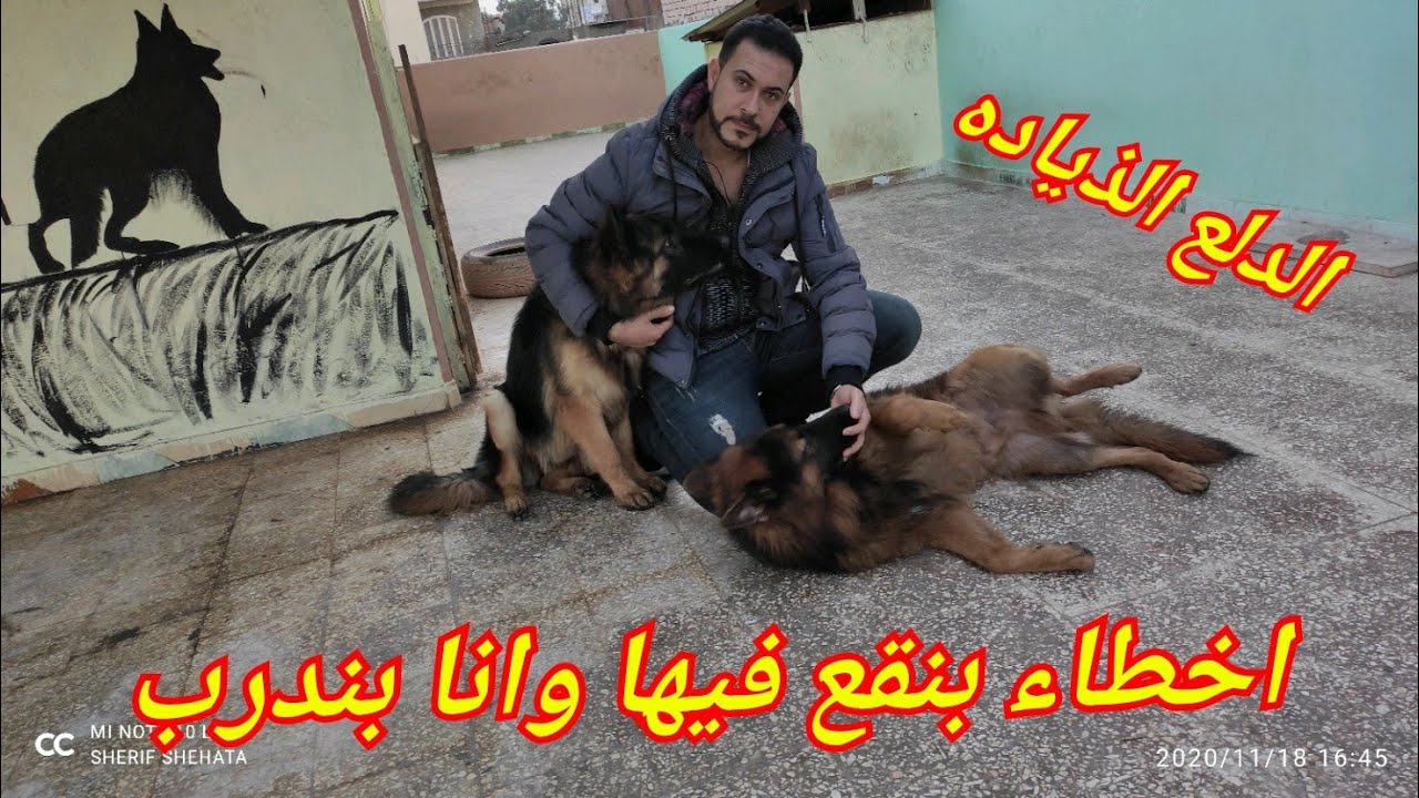 اخطاء لازم تعرفها هتمنعك من تدريب كلبك مع كابتن شريف شحاته