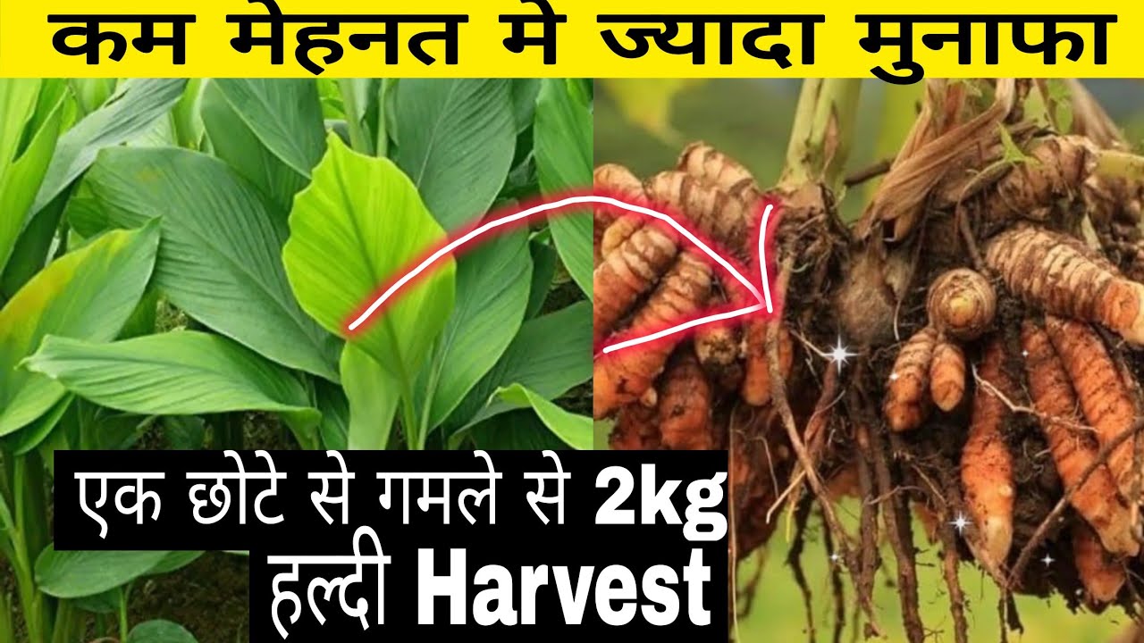 कम मेहनत मे ज्यादा मुनाफा //छोटे से गमले से 2kg हल्दी harvest किया Kitchen Garden Tour 👍
