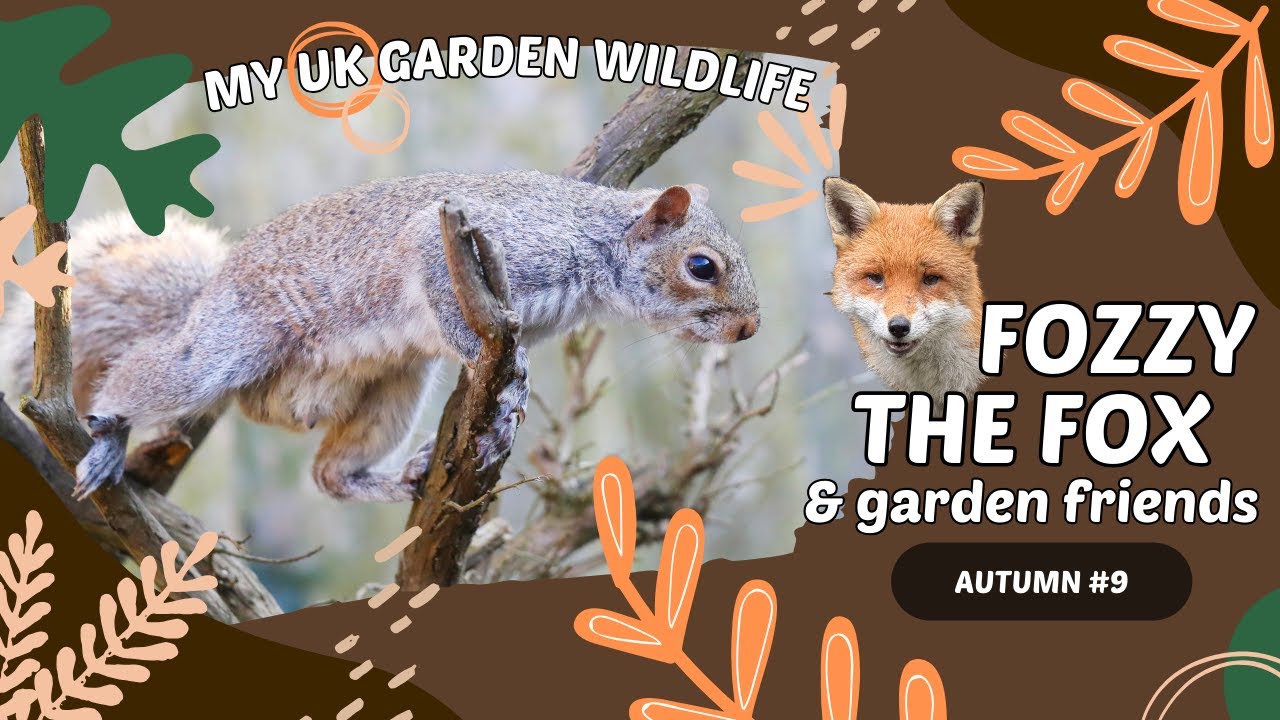 Garden Wildlife #9 - Quiet moments with Foxes, Birds & a Cheeky Squirrel