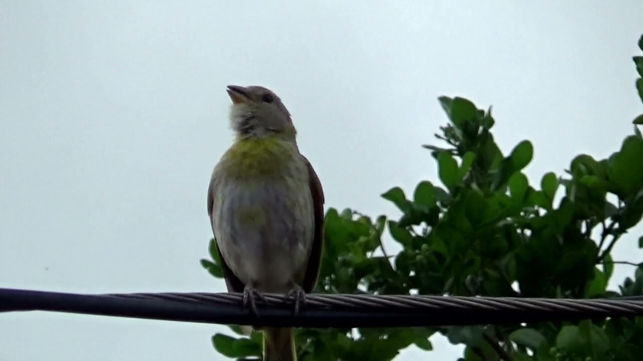 😱Vocês já viram canário da terra Pardinho cantar como este❓ 182