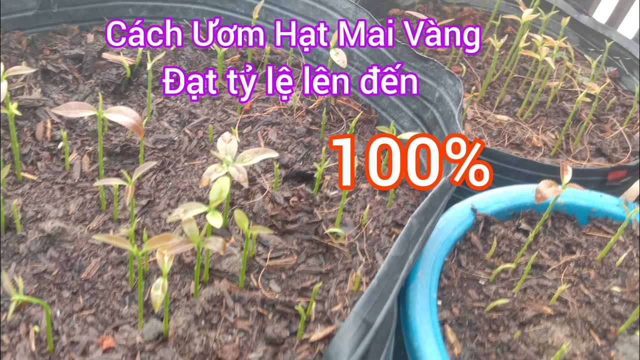 Cách để ươm hạt mai vàng đạt tỷ lệ lên đến 100% của( Thành Trung Bonsai)