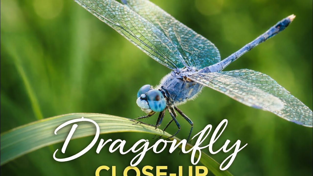 Dragonflies in the Rice Field | 22 Minutes of Peaceful Nature relaxing