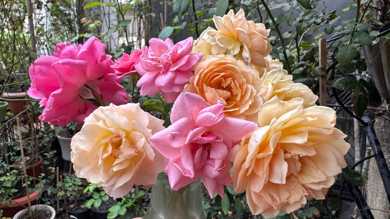 Induce Basal Break in Roses 