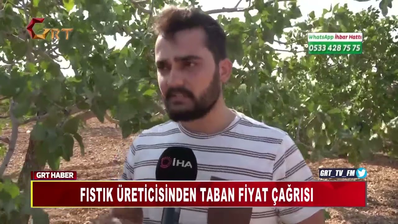 GAZİANTEP’TE BOZ FISTIK HASADI