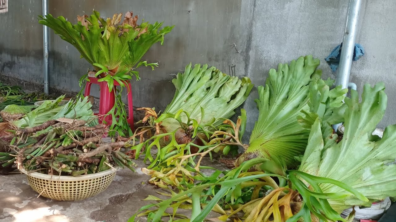 phiên trưa 13/1/26 lh 0357408918 em có ổ rồng và cây thuốc thiên liên kiện.ngọc điểm rừng.quế tím 