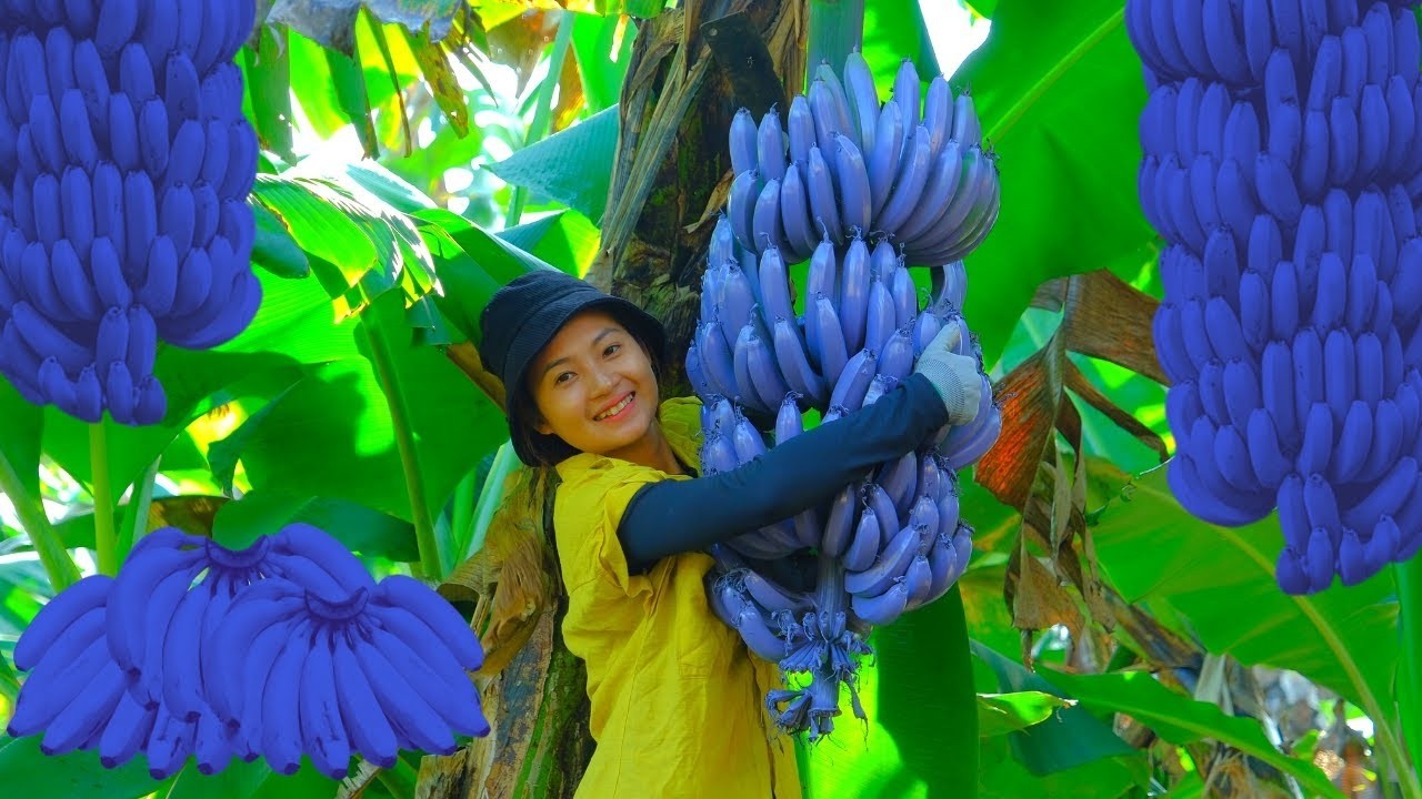 Harvesting Purple Bananas and Bringing Them to Market | Simple Farm Life Routine