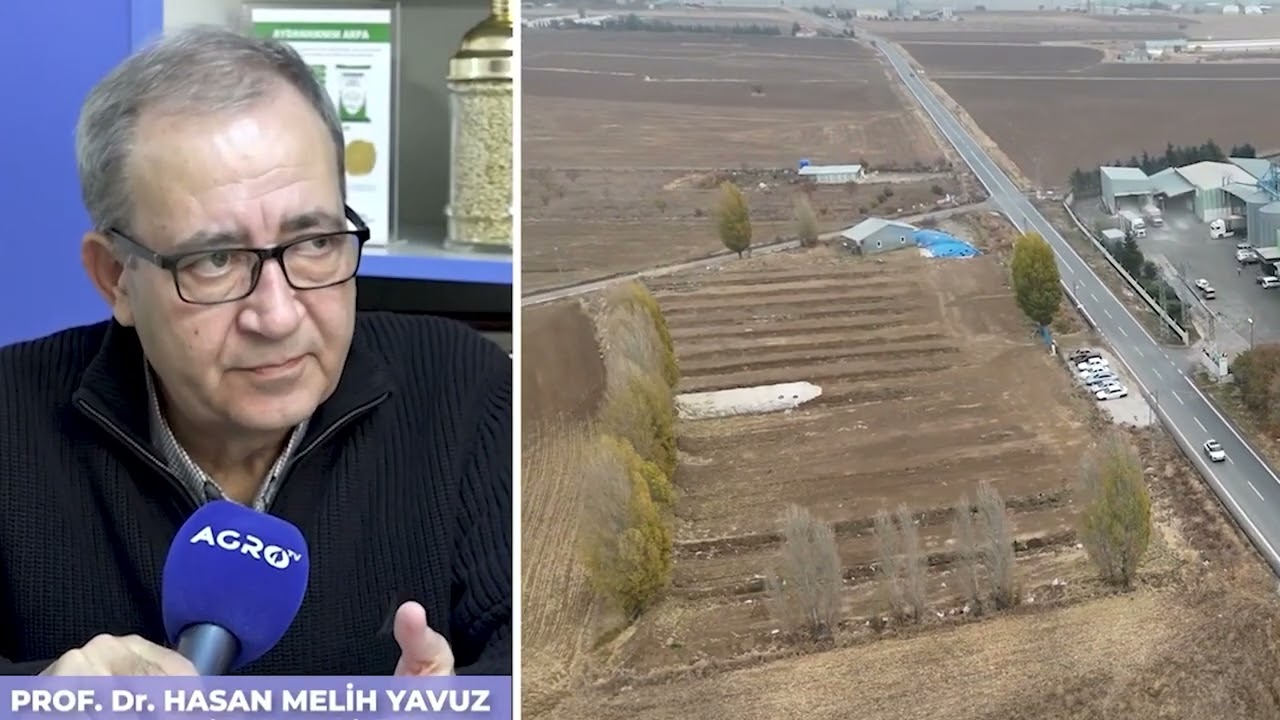 🌾 Tritikale ile Hayvancılıkta Devrim: Prof. Dr. Melih Yılmaz ile Daha Fazla Süt, Daha Az Maliyet! 🐄