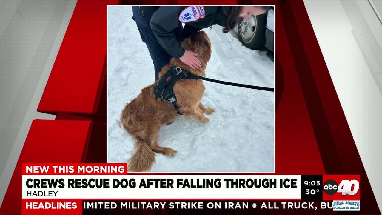 Hadley rescue crews save dog from CT River