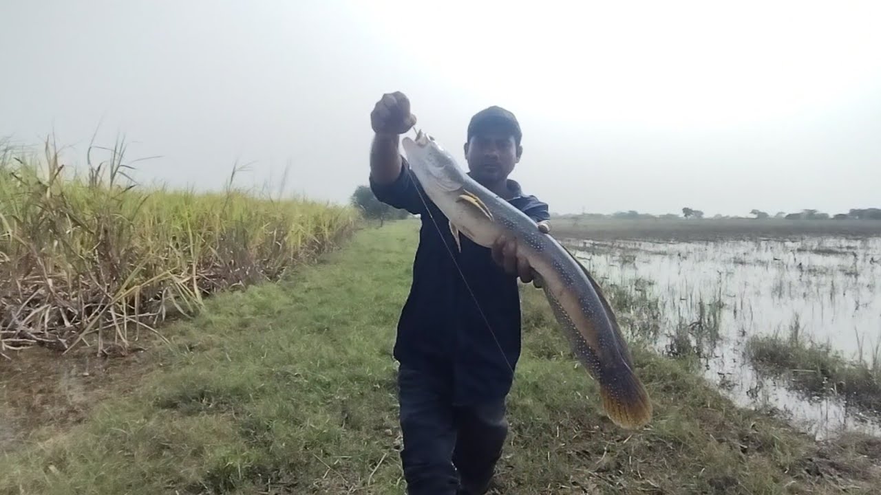 Beautiful snakehead catch in Indian village | village fishing video in Hindi | 
