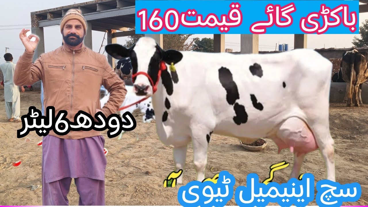 03466152628 | Cholistani friesian cross cow | sahiwal cow | cholistani cow | Australia cow | nukri 