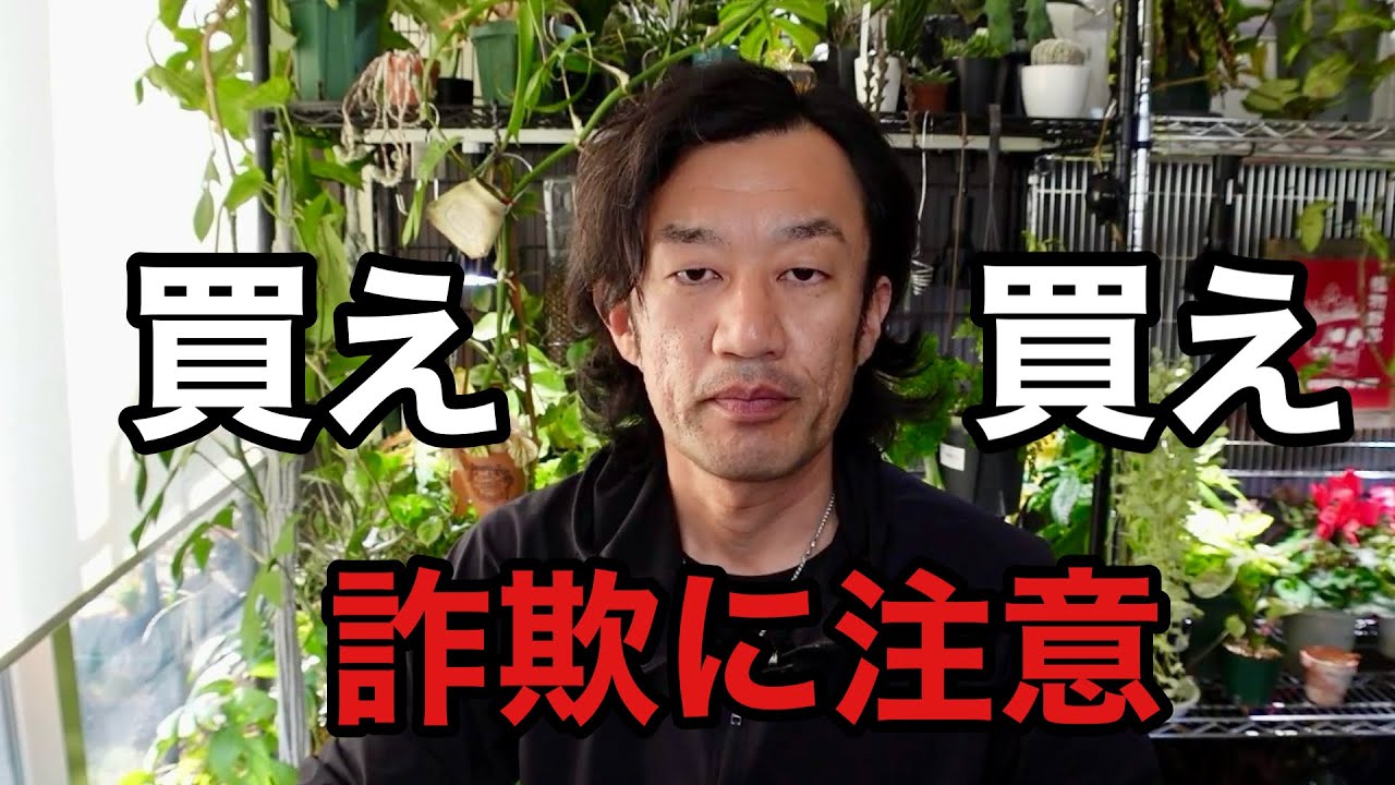 無料で多肉植物がもらえますよ。。。【園芸超人カーメン君】