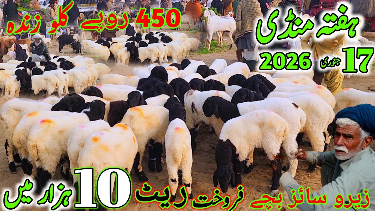 17 January 2026 زیرو سائز بچے 11،11 ہزار روپے میں فروخت haftha mandi pakistan ہفتے دن منڈی سستی 