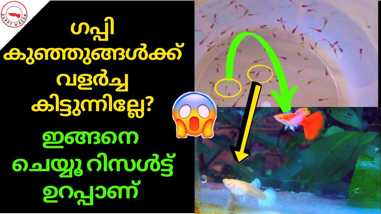Guppy Fry Fast Growth Secret Revealed|പെട്ടന്ന് കുണുങ്ങൾ വളരുന്നതിൻറെ രഹസ്യം🤫