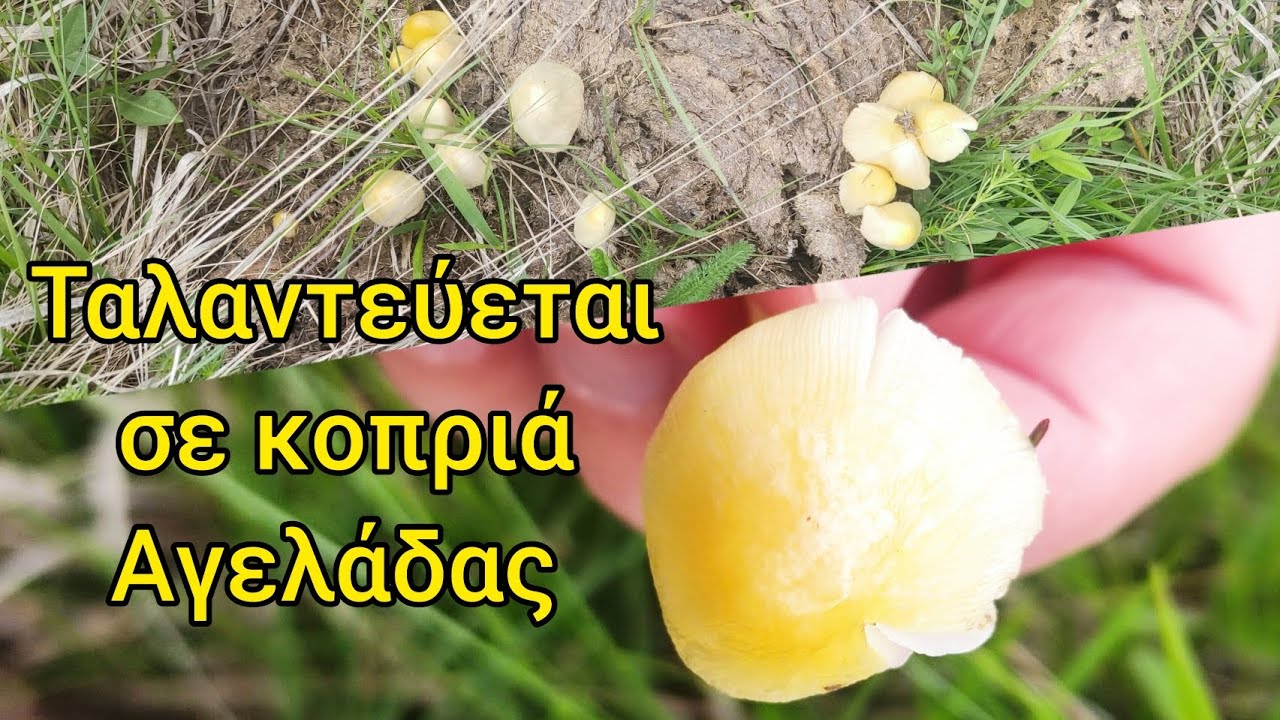 &Alpha;&upsilon;&tau;ό &sigma;&eta;&mu;&alpha;ί&nu;&epsilon;&iota; &tau;&omicron; ό&nu;&omicron;&mu;&alpha; &tau;&omicron;&upsilon; 😊 Bolbitius titubans