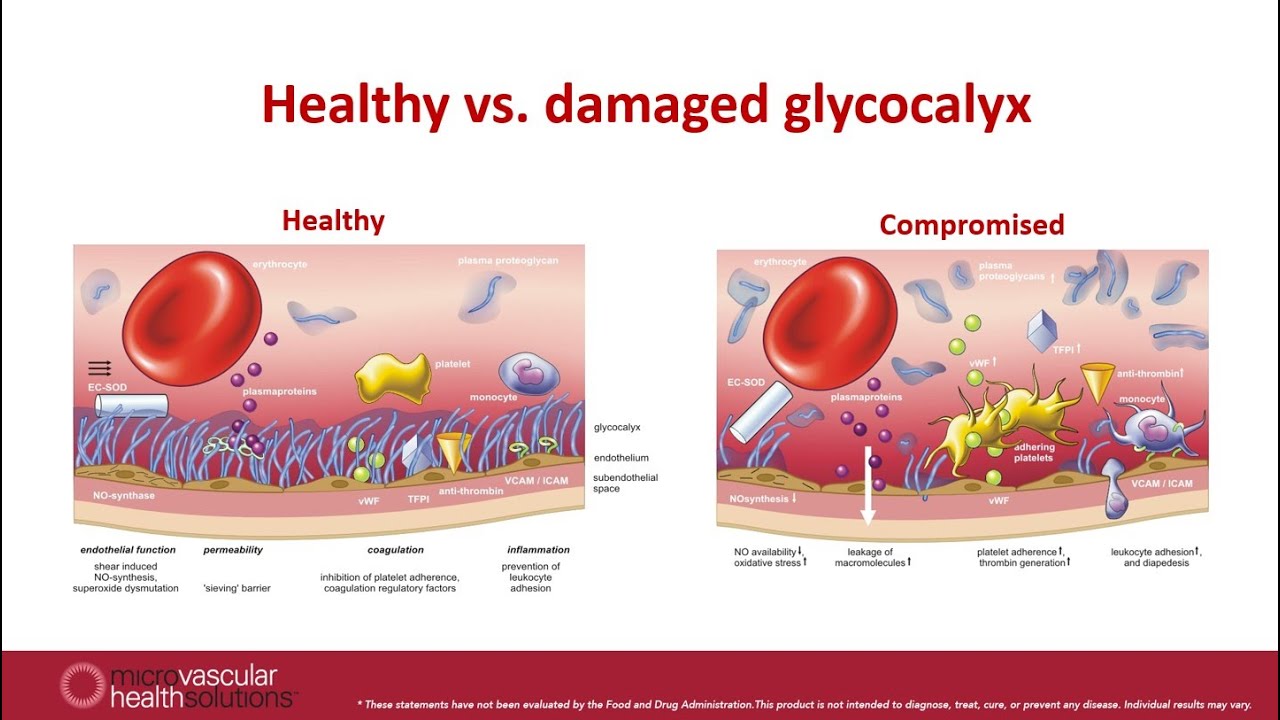 The Science and Physiology of the Glycocalyx