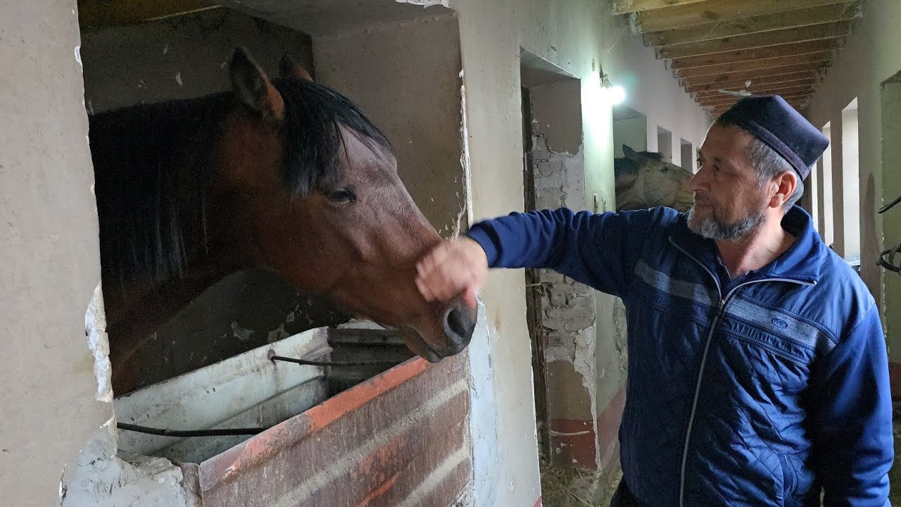 Ot Boqish Sirlari, 30-50 Ming dollor li Otlar Qanday Bolidi Ot olishda nimalarga etibor berish kerak