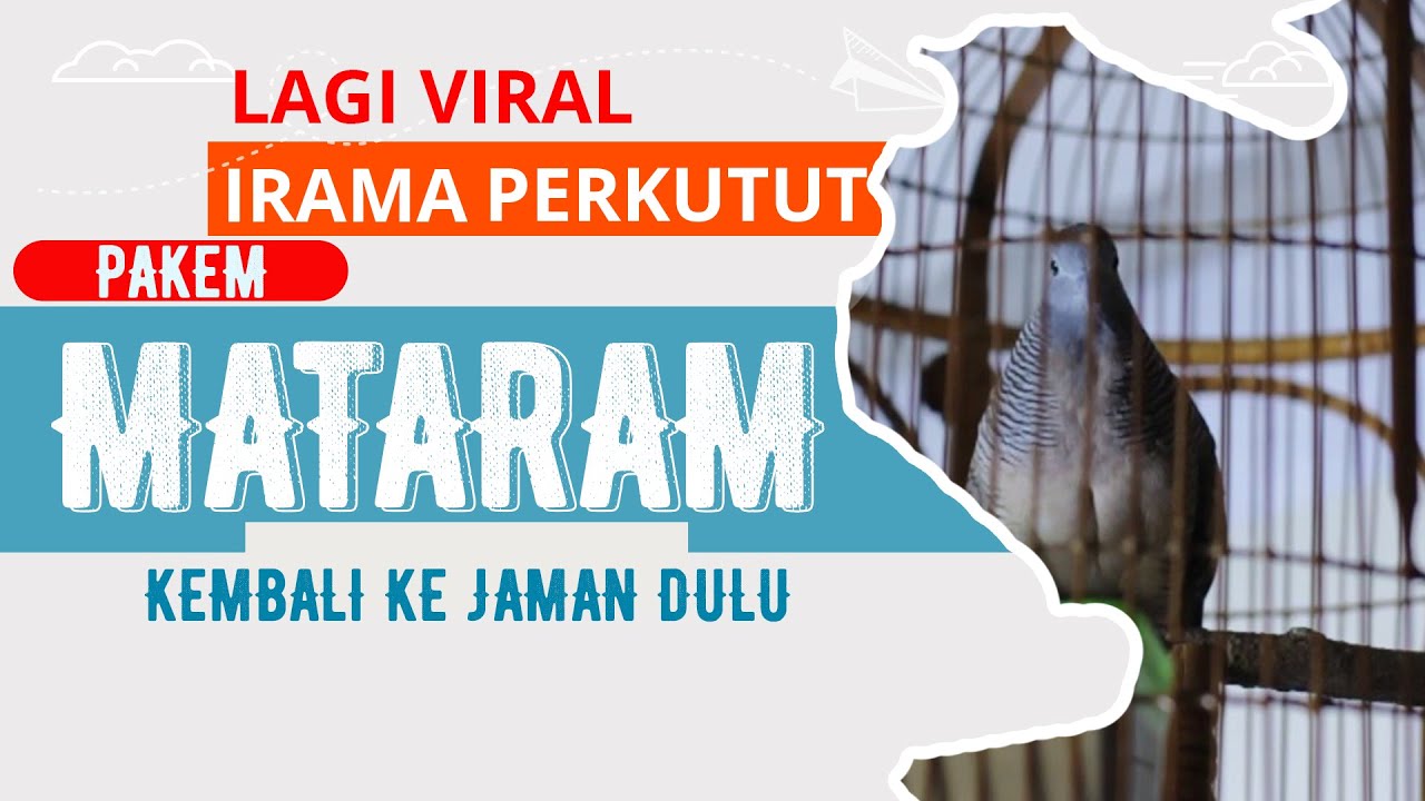 SUARA IRAMA PERKUTUT LOKAL PAKEM MATARAM