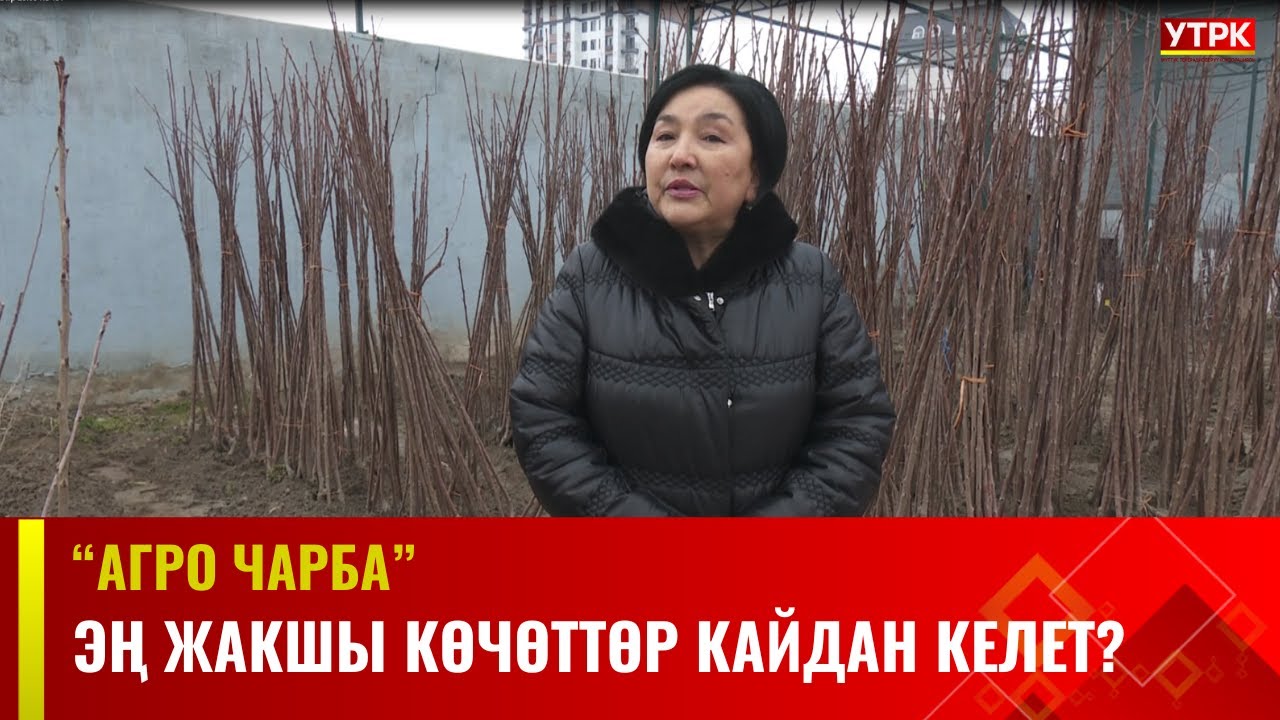 Эң жакшы көчөттөр кайдан келет? | АГРО ЧАРБА