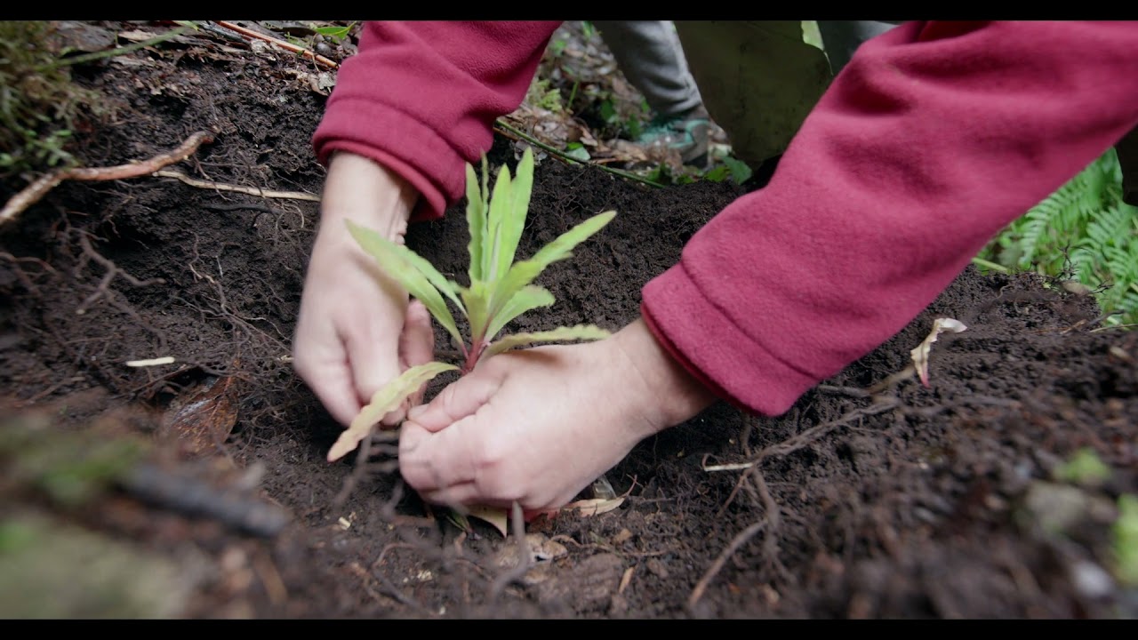 Documental del Parque Nacional de Garajonay