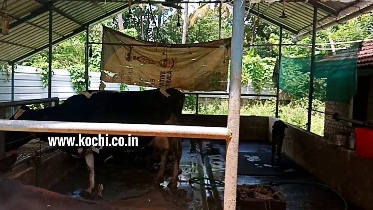 10 acres farm land at Chengaloor, Puthukkad for sale | Kerala Farm land
