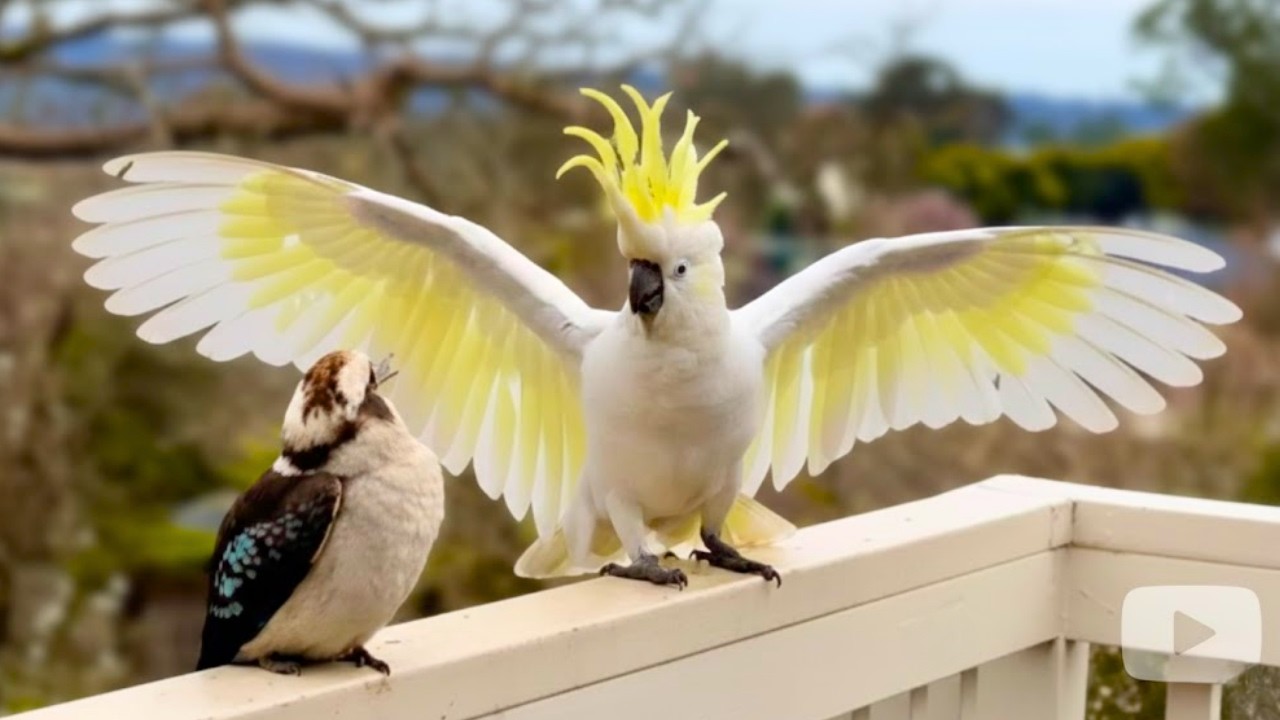 Funny Cockatoo Teases Kookaburra | Wild Australian Bird Behavior!