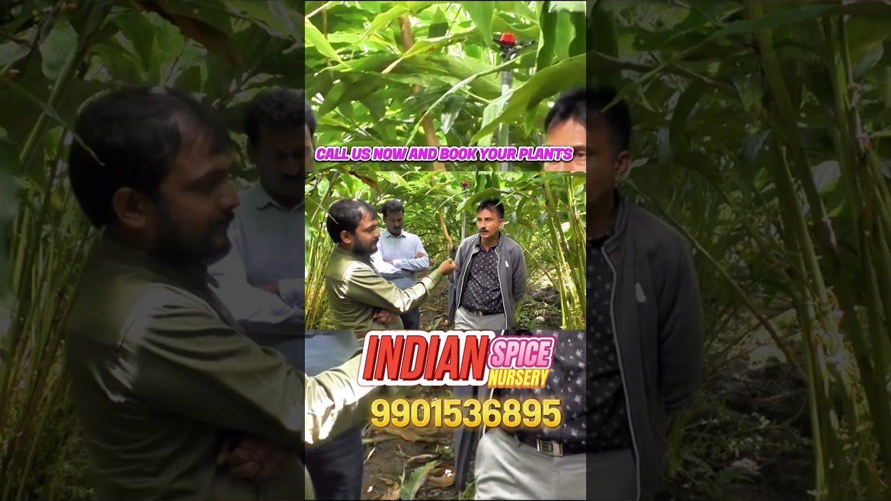 START SMALL, GROW BIG – CARDAMOM FARMING CAN EARN YOU 40 LAKHS PER YEAR WITH PROPER GUIDANCE