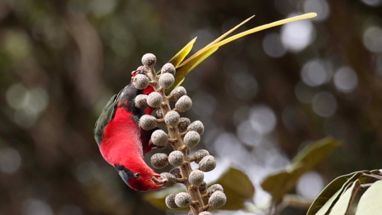 Papua New Guinea, July 2025 with guide Doug Gochfeld and FIELD GUIDES BIRDING TOURS