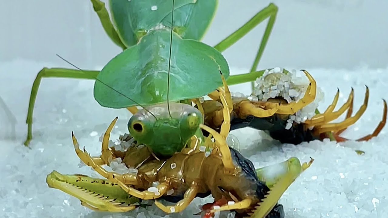 Round Shield Mantis Predation Collection, feature film of mantis predation 圆盾螳螂捕食合集