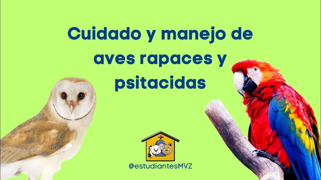 Cuidados y manejo de aves rapaces y psitacidas